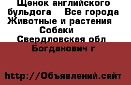 Щенок английского бульдога  - Все города Животные и растения » Собаки   . Свердловская обл.,Богданович г.